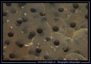 Frog Eggs... Que du bonheur... :O)... by Michel Lonfat 